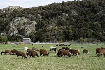 Obraz premium Flock of sheeps at dairy farm in New Zealand.