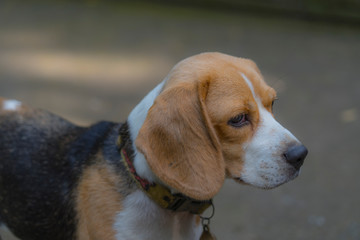 Beagle dog,portrait of Beagle dog looking