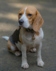 Beagle dog,portrait of Beagle dog looking