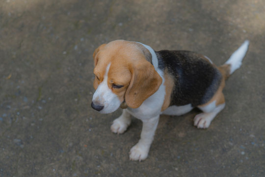 Beagle dog,portrait of Beagle dog looking