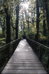 Obraz premium Wooden Bridge in the rainforest national park.The Chasm trail walk,New Zealand.