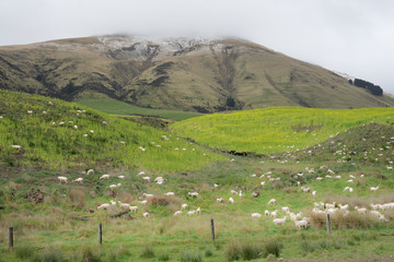 Fototapeta na wymiar Flock of sheeps at dairy farm in New Zealand.