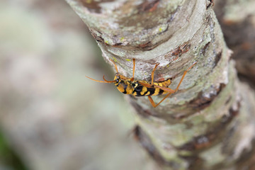 ヨツスジトラカミキリ産卵