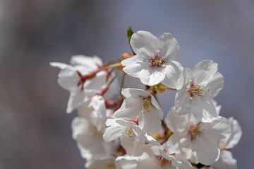 Fototapeta na wymiar Cherry blossoms 3