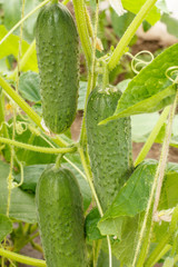 Close up fresh ripe cucumbers growing in greenhouse.