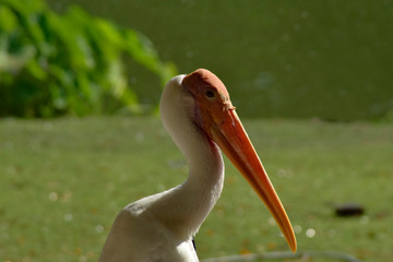 bird Mycteria leucocephala in thailand