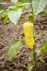 Bell pepper growing on bush in the garden. Bulgarian or sweet pepper.