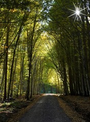 Fototapeta premium a dirt road through the forest