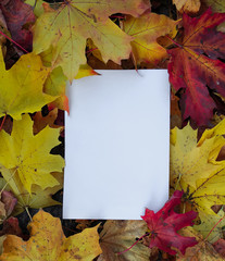 Naklejka na ściany i meble white sheet of paper on autumn yellow leaf