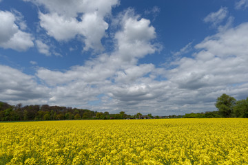Fototapeta premium Rapsfeld