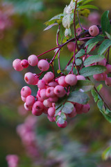 White-pink mountain ash in the fall in a city park.Autumn landscape.