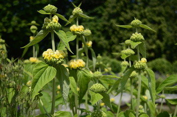 Closeup Phlomis russeliana known as Turkish sage with blurred background in garden