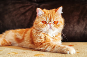 Fototapeta na wymiar Exotic breed cat on the sofa in the room. 1.