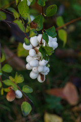 Bunches of white decorative berries in the autumn forest.