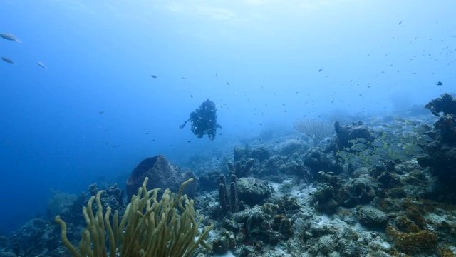 Seascape of coral reef in the Caribbean Sea around Curacao with Barrel Sponge, coral and diver