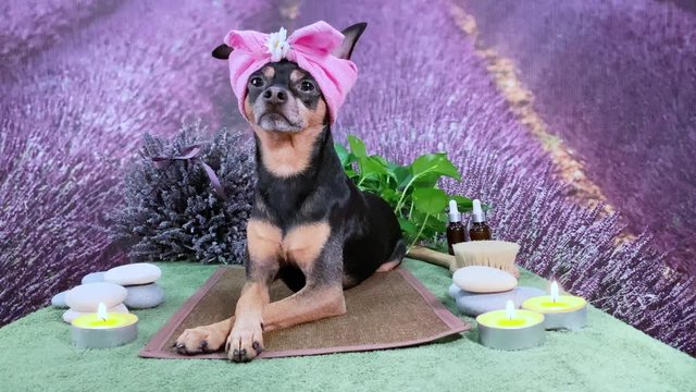  Cute pet relaxing in spa wellness . Dog in a turban of a towel among the spa care items and plants. Funny concept grooming, washing and caring for animals