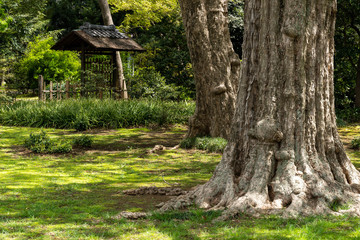 Asian forest © Yuji