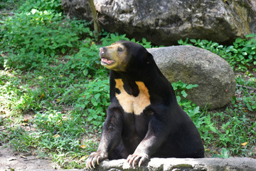 Sun Bear The black body that is in the zoo fence