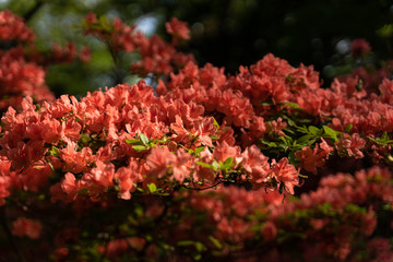 Flowers in garden 14