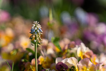 Flowers in garden 15