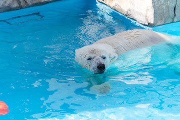 泳ぐホッキョクグマ