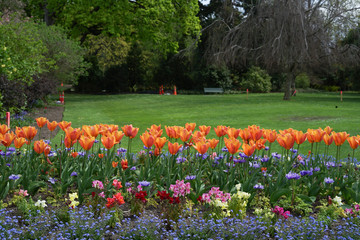 Colorful flower in the Botanical garden,Christchurch,new Zealand.