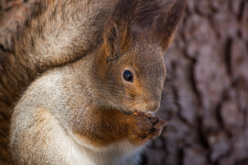 Naklejka na ściany i meble Portrait fluffy hungry squirrel in the winter
