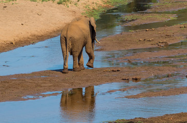 View from behind with a reflection in the water of the Luvuvhu river of an African elephant walking in the river bed image with copy space in horizontal format