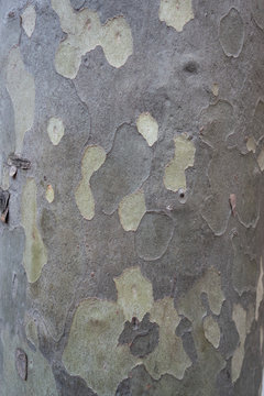 Camouflage tree bark marking pattern background