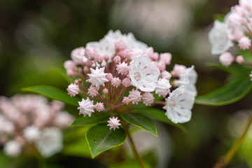 Flowers in garden 21