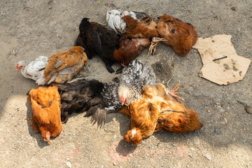 chickens for sale