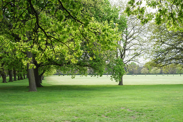 Fototapeta na wymiar Beautiful green park with row of Maple Tree.