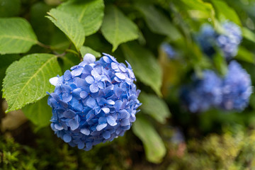 Flowers in garden 24