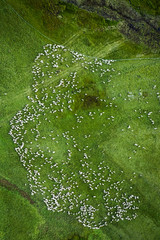 Aerial view of sheep pasture on green hills, Dolomites