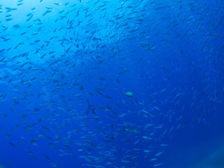 沖縄_慶良間諸島_スキューバダイビング