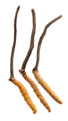 Cordyceps on a white background
