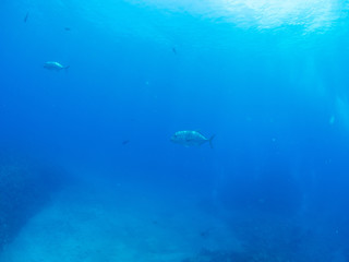 Naklejka premium 沖縄_慶良間諸島_スキューバダイビング