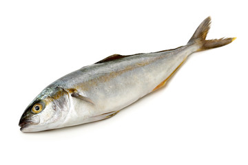 Mackerel on white background