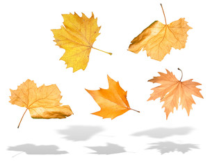 Falling yellow autumn leaves with shadow isolated over white