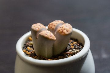 Macro close-up of succulent plant stone flower，Lithops N. E. Br.
