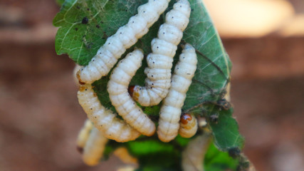 Omphisa fuscidenttalis Hampson is an edible worm that lives in bamboo.