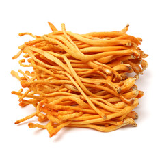 Fresh Cordyceps mushroom on white background