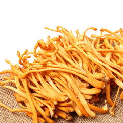 Fresh Cordyceps mushroom on white background
