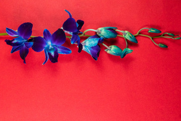 Attractive Blueorchid flower isolated on red background with copy space