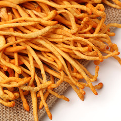 Fresh Cordyceps mushroom on white background