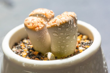 Macro close-up of succulent plant stone flower，Lithops N. E. Br.