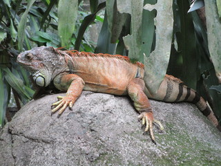 Singapur
