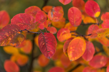 Bright Red and Orange Leaves on a Tree in Autumn