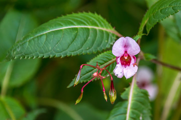 Closeup of a Tiny Pink and Red Flower Blooming in Autumn