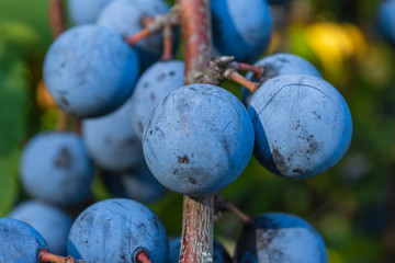 blaue Beeren  eines Schwarzdornstrauches